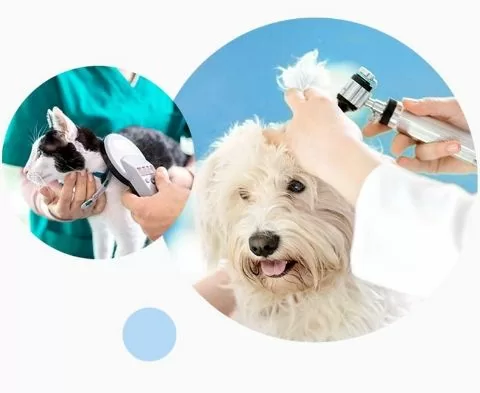 品湛動物醫院 品湛動物醫院