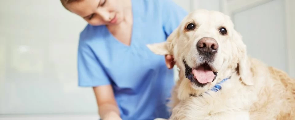 品湛動物醫院 品湛動物醫院